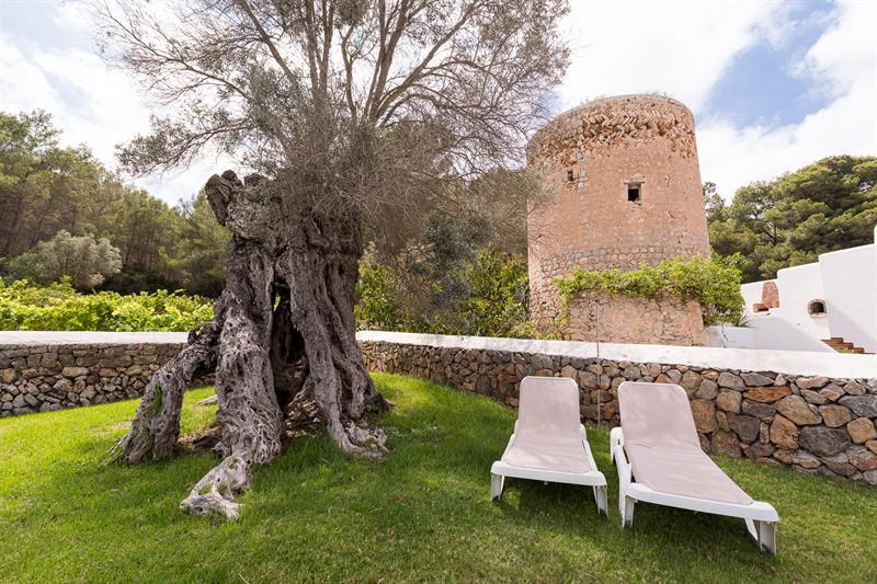 Sun loungers on the lawn beneath an ancient olive tree, with the tower behind