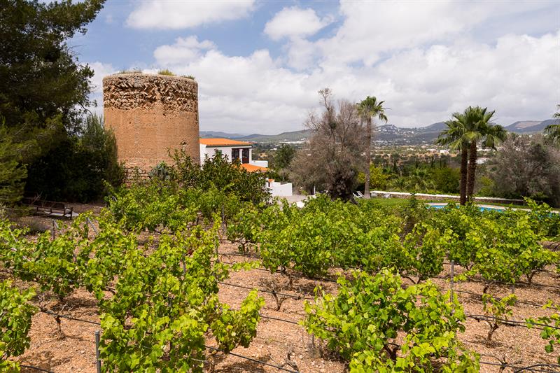 The vineyard with the tower in the distance